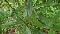 Cinnamomum cassia