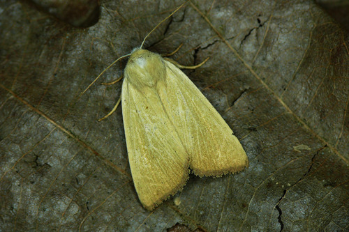 Fen Wainscot, photo 2 of 7