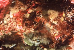 Austrolabrus maculatus