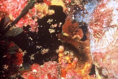 Austrolabrus maculatus