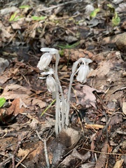 Monotropa