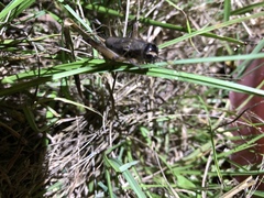 Teleogryllus