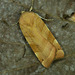 Broad-bordered Yellow Underwing - Photo (c) Michał Brzeziński, some rights reserved (CC BY-NC), uploaded by Michał Brzeziński