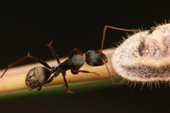 Camponotus flavomarginatus