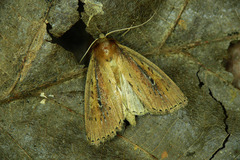 Archanara dissoluta