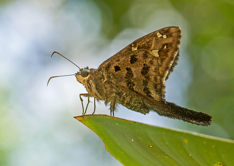 Dorantes Longtail - Photo (c) djhiker, some rights reserved (CC BY-NC)