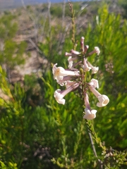 Freylinia densiflora