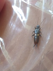Marava arachidis