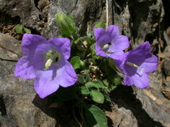 Campanula pelviformis