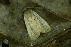 Protarchanara brevilinea