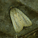 Fenn's Wainscot - Photo (c) Michał Brzeziński, some rights reserved (CC BY-NC), uploaded by Michał Brzeziński