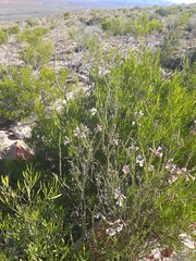 Freylinia densiflora