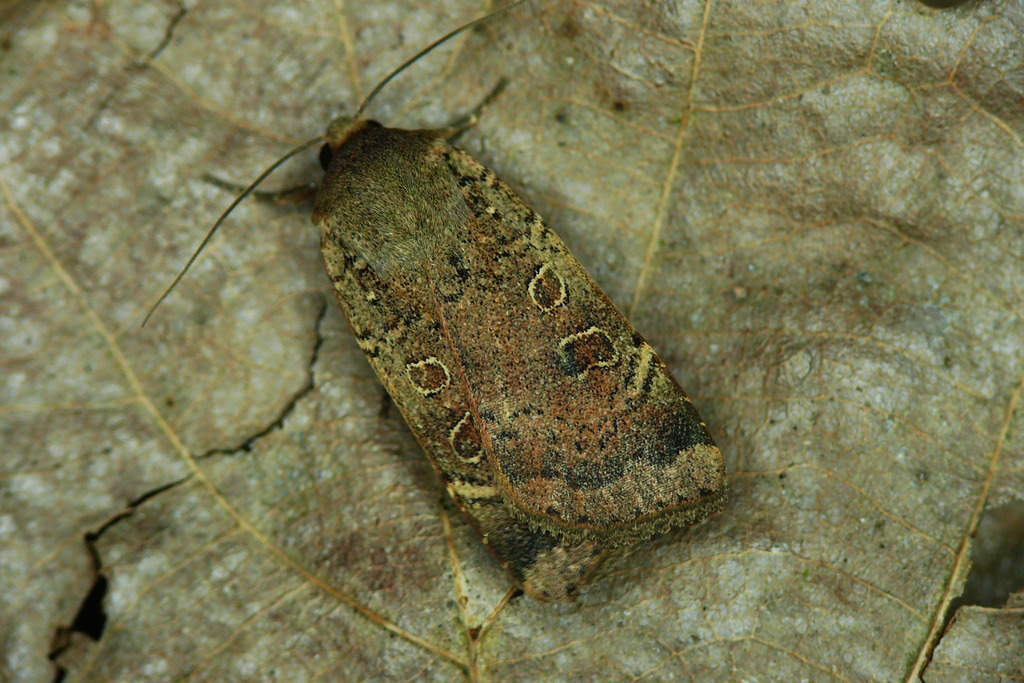 Noctua interposita