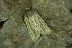 Protarchanara brevilinea