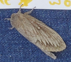 Gloveria arizonensis