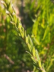 Freylinia densiflora