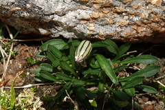 Silene uralensis uralensis