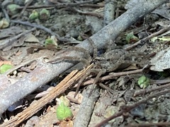 Araneae