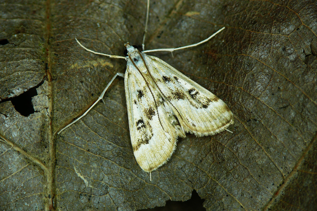 Ringed China-Mark, photo 1 of 10