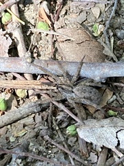 Araneae