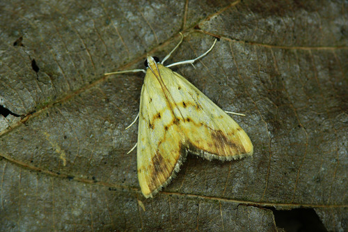 Marbled Yellow Pearl, photo 2 of 10