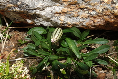 Silene uralensis uralensis
