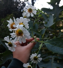 Montanoa bipinnatifida