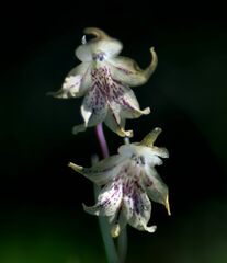Gladiolus recurvus