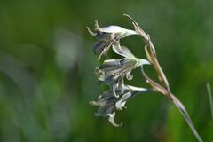Gladiolus recurvus