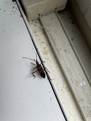 Leptoglossus clypealis