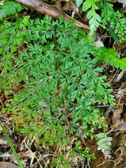 Odontosoria aculeata