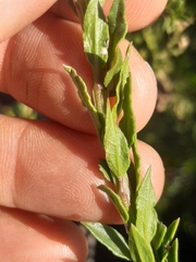 Freylinia densiflora