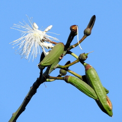 Pseudobombax grandiflorum