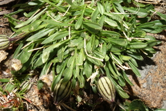Silene uralensis uralensis