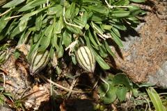 Silene uralensis uralensis