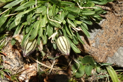 Silene uralensis uralensis