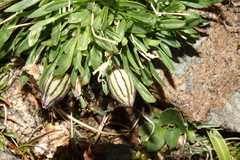 Silene uralensis uralensis