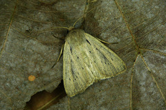 Protarchanara brevilinea