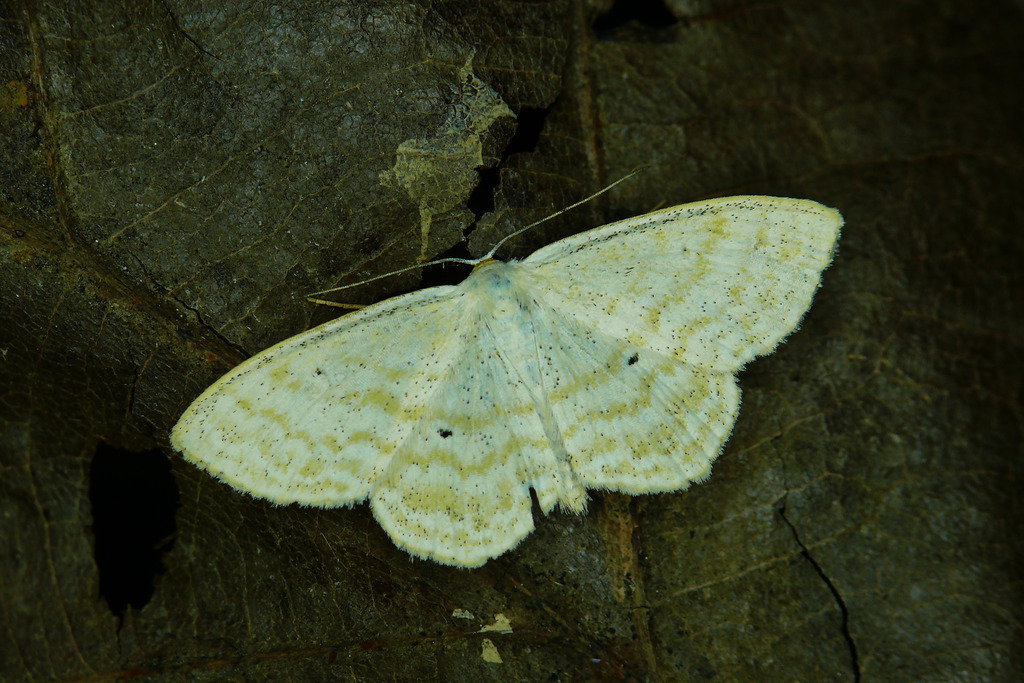 Lesser Cream Wave