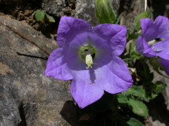 Campanula pelviformis