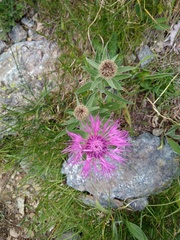 Centaurea uniflora