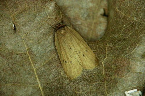 Pelosia obtusa (Herrich-Schäffer, 1847)