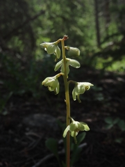 Pyrola chlorantha