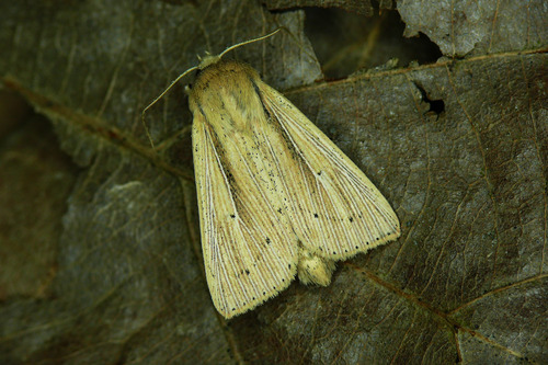 Southern Wainscot, photo 2 of 10