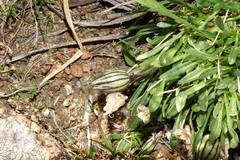 Silene uralensis uralensis