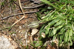 Silene uralensis uralensis