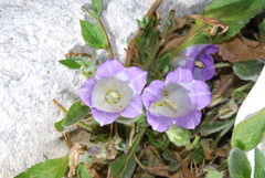 Campanula pelviformis