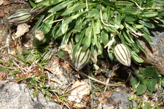 Silene uralensis uralensis