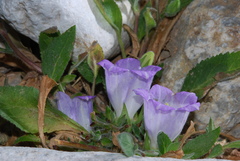Campanula pelviformis