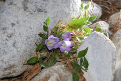 Campanula pelviformis